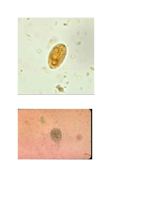 giardia lamblia pdf - د.احمد - Muhadharaty