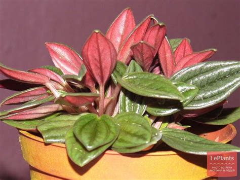 Пеперомия сморщенная 'Россо' (Peperomia caperata 'Rosso') — описание ...