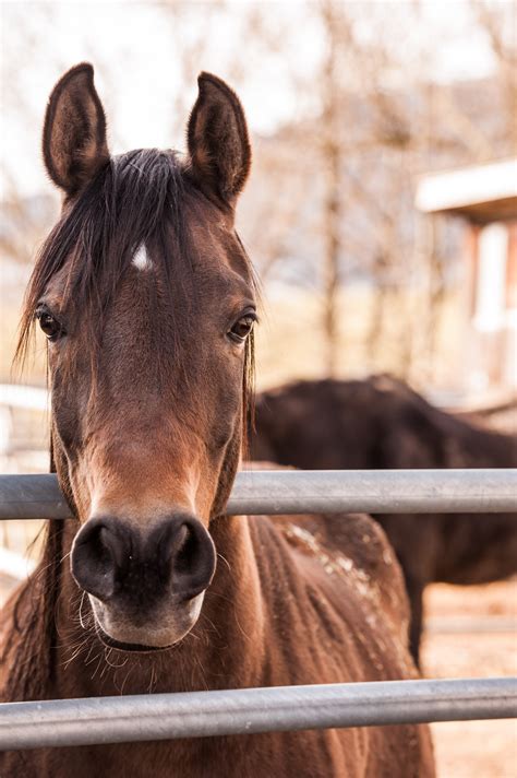 images stallion mane head mare animal photography horse