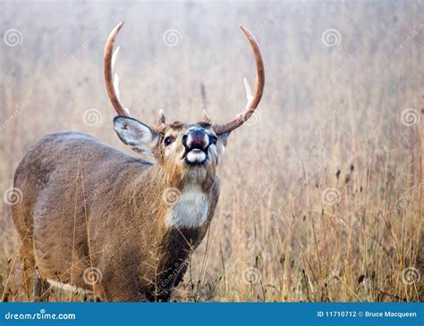 Whitetail Deer Buck Silhouette Stock Image | CartoonDealer.com #11932057