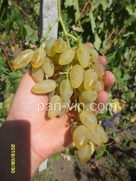 Голд фингер — pan-vin.com