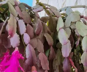 Christmas Cactus Leaves Turning Purple? Reasons & What to do | Citycacti