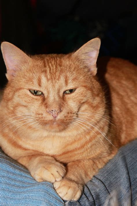 55 Sweet Cat Names from Movies to Inspire You | Cat love, Cats, Cat biting