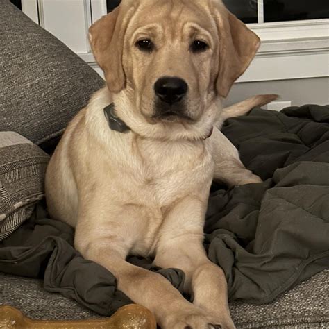 Bailey Brook Labradors