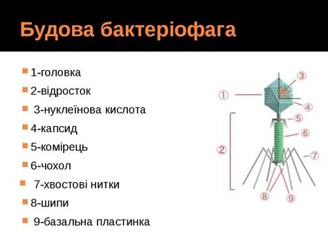 Бактеріофаги - презентація з біології