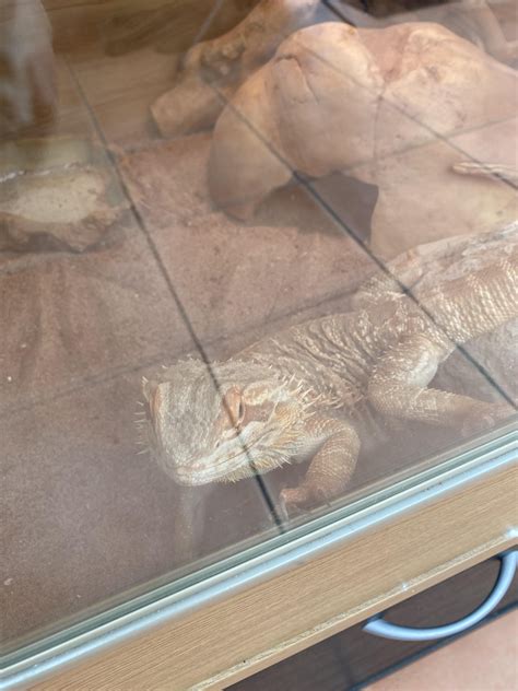 My idiot has not stopped glass surfing since this morning and just