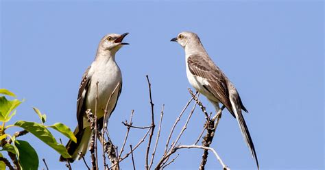 How Mockingbirds Compose Songs Just Like Beethoven | WIRED