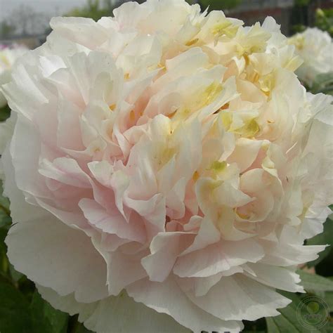 Пион Хуан Цуй Юй / Золотой изумруд (Paeonia Huang cui yu / Golden ...
