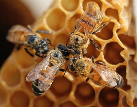 The Secret Lives Of Bees Uncovering The Fascinating World Of APIs Mellifera