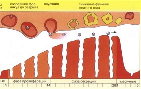 17-ОН-прогестерон: причины повышения