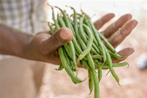green  red string beans  stock photo