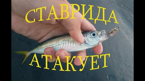 Ловля ставриды на самодур с берега 2019. Ловим ультралайтом ставриду ...