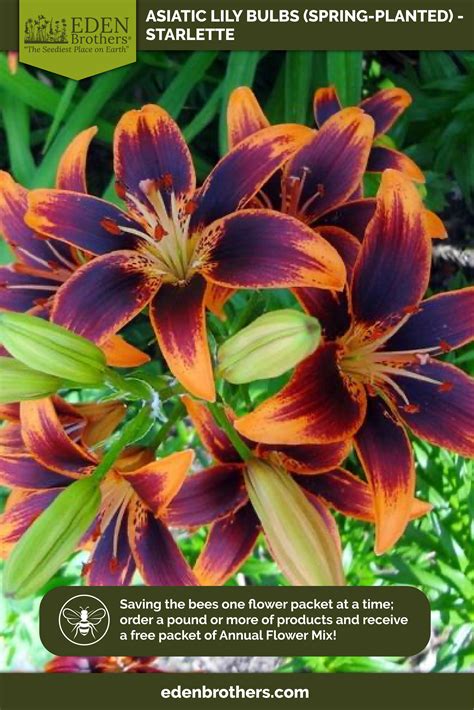 Spring Lily Bulbs - Garden Plant