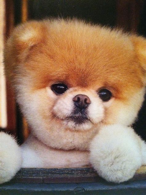 Boo, the Cutest Teacup Puppy