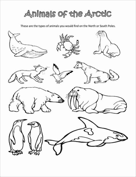 Arctic Animals Coloring Pages - ColoringBay