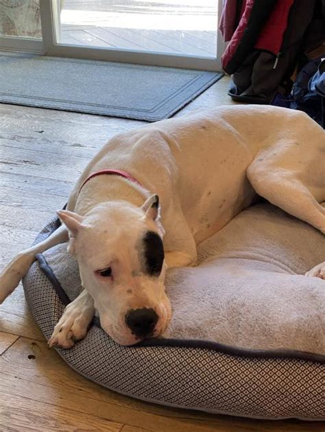 Dogo Argentino Rottweiler Mix