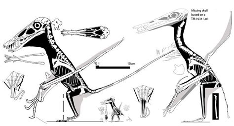 Beipiaopterus Pictures & Facts - The Dinosaur Database