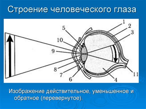 Оптические приборы: лупа, микроскоп, телескоп - презентация онлайн