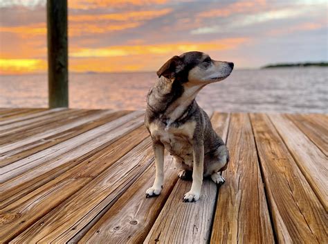 wag animal hospital 2