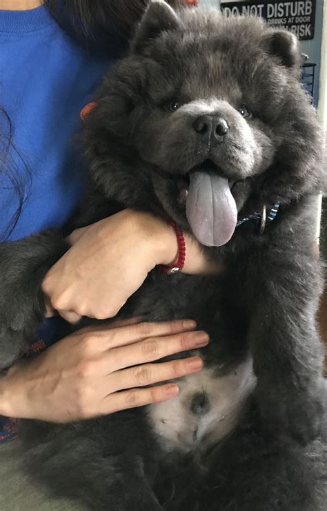 Chow chow dog – Artofit