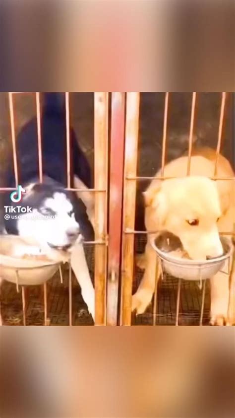 😱😱😱 | 可愛すぎる動物, かわいい野生動物, 動物のおもしろ動画
