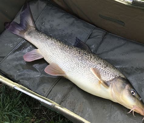 Finally a fish in 2020. | Barbel Fishing World Forums