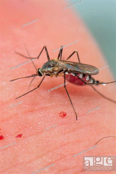 Aedes triseriatus mosquito female biting on human skin, Stock Photo ...