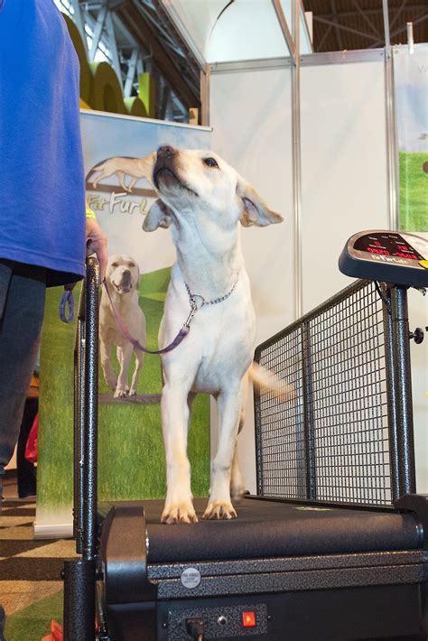 State-Of-The-Art Dog Exercise Equipment