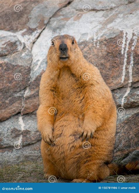 Himalayan Marmots Pair Standing In Open Grassland, Ladakh, India Stock ...