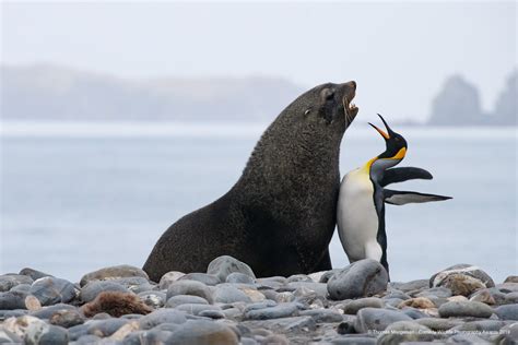 Comedy Wildlife Photography Awards Finalists Prove that Nature Has a