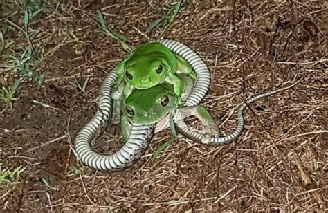 Eat a snake while getting smashed brehettes | Sports, Hip Hop & Piff