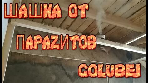 Шашка против паразитов птиц. - YouTube