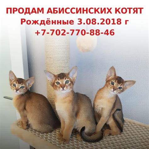 Котята и щенки на продажу | Arko