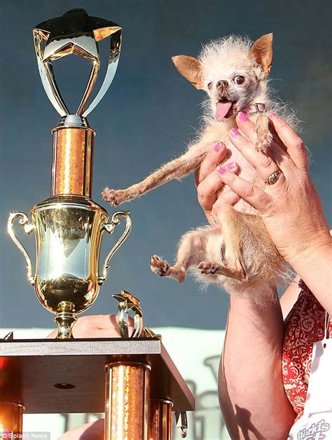 Download Most Ugly Dog Trophy Pictures | Wallpapers.com