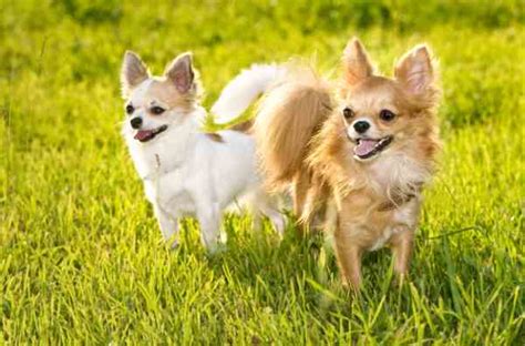 chihuahuas small breed dogs