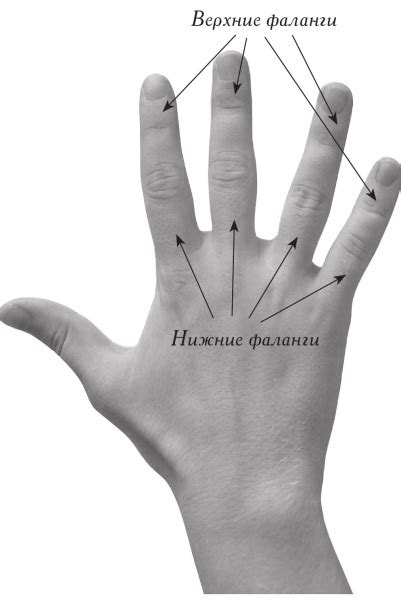 Пальцы. Энциклопедия хиромантии: Ваша судьба как на ладони