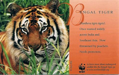 save  bengal tiger postcard   trade swapped flickr