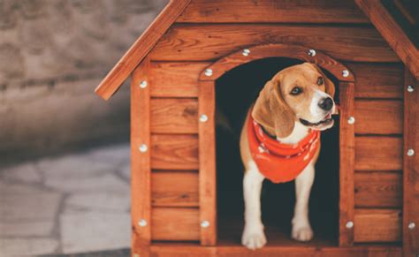 Kennels | National Kennel Club