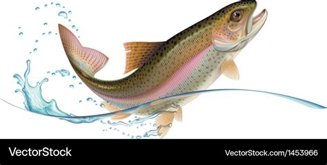 Jumping trout Royalty Free Vector Image - VectorStock