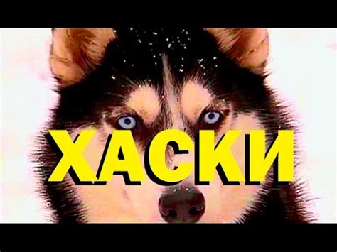 Галилео. Хаски - YouTube