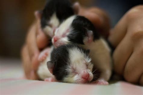 O Que Dar Para Gato Filhote Abandonado - Como cuidar de um gato filhote abandonado?