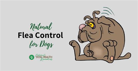 Natural Flea Control | How to Get Rid of Dog Fleas Naturally