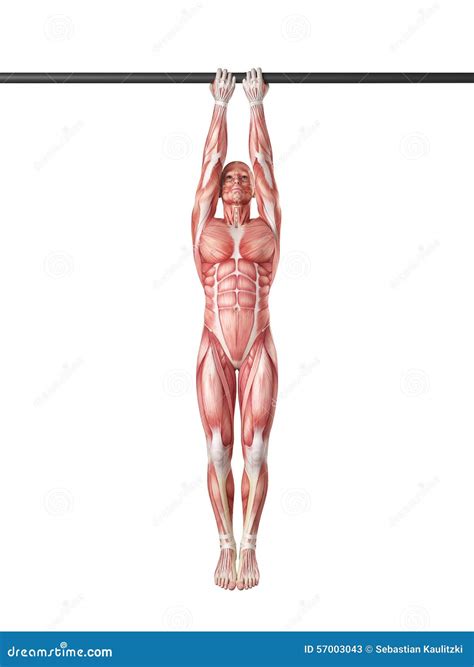 Close grip chin up stock illustration. Illustration of muscle - 57003043