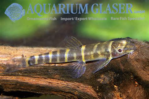 Barbucca diabolica - Aquarium Glaser GmbH