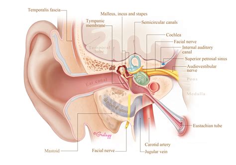 Surgical Anatomy of the Ear – Oto Surgery Atlas