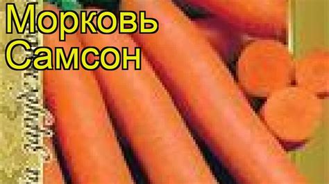 Морковь Самсон (Морковь Samson). Краткий обзор, описание характеристик ...