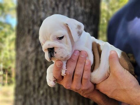 Top English Bulldog Breeders South Carolina - IrresistiBulls