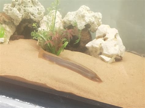 Fish Band Improvisation