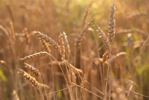 How to Grow and Care for Wheat