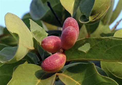 Terminalia Chebula